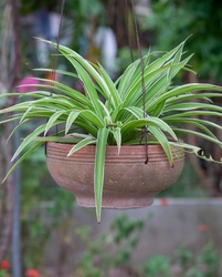 Spider Plant