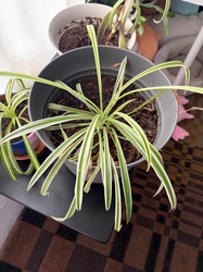 Spider plant