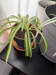 Spider plant
