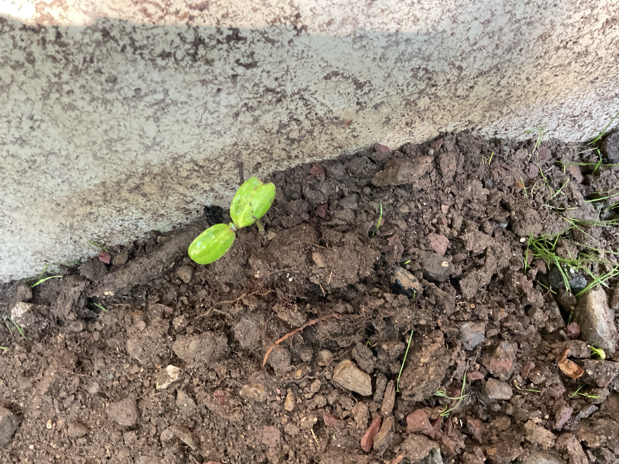 Squash or Pumpkin Seedling