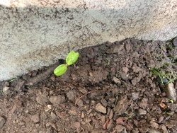 Squash or Pumpkin Seedling