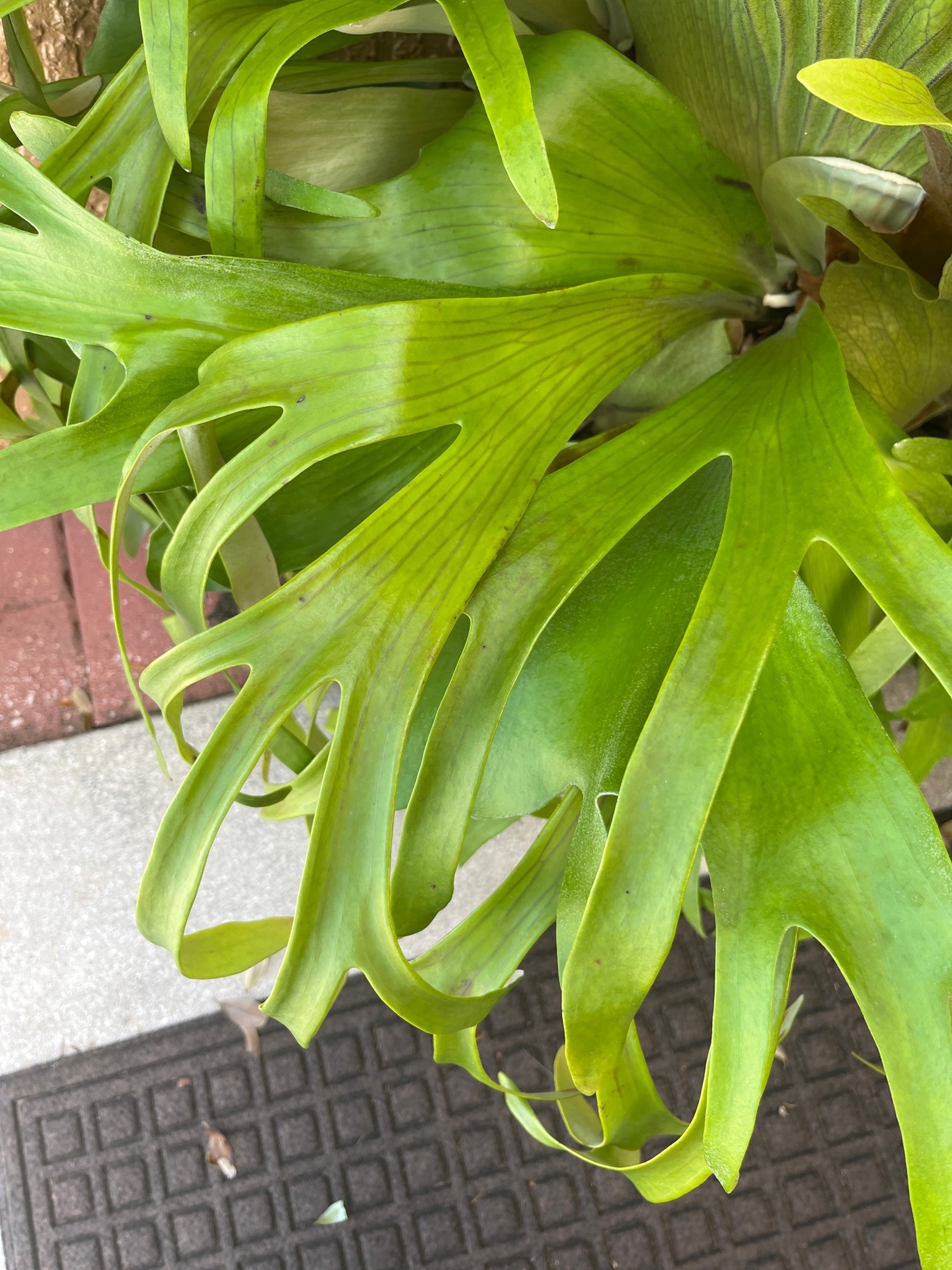 Staghorn Fern