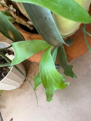 Staghorn Fern