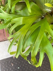 Staghorn Fern