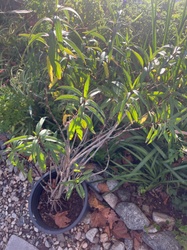 Sticky Monkey Flower