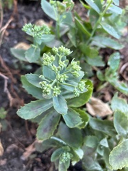 Stonecrop