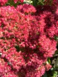 Stonecrop