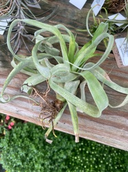 Stramonium Air Plant