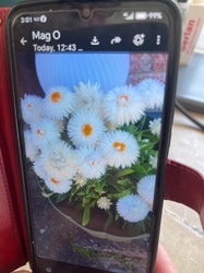 Strawflower