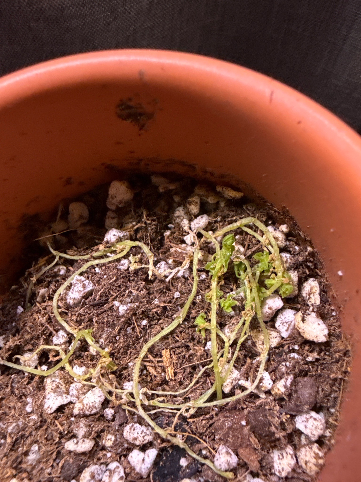 String of Pearls (Severely Stressed/Etiolated)