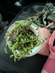 String of Tears