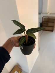 Stromanthe