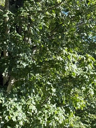 Sugar Maple