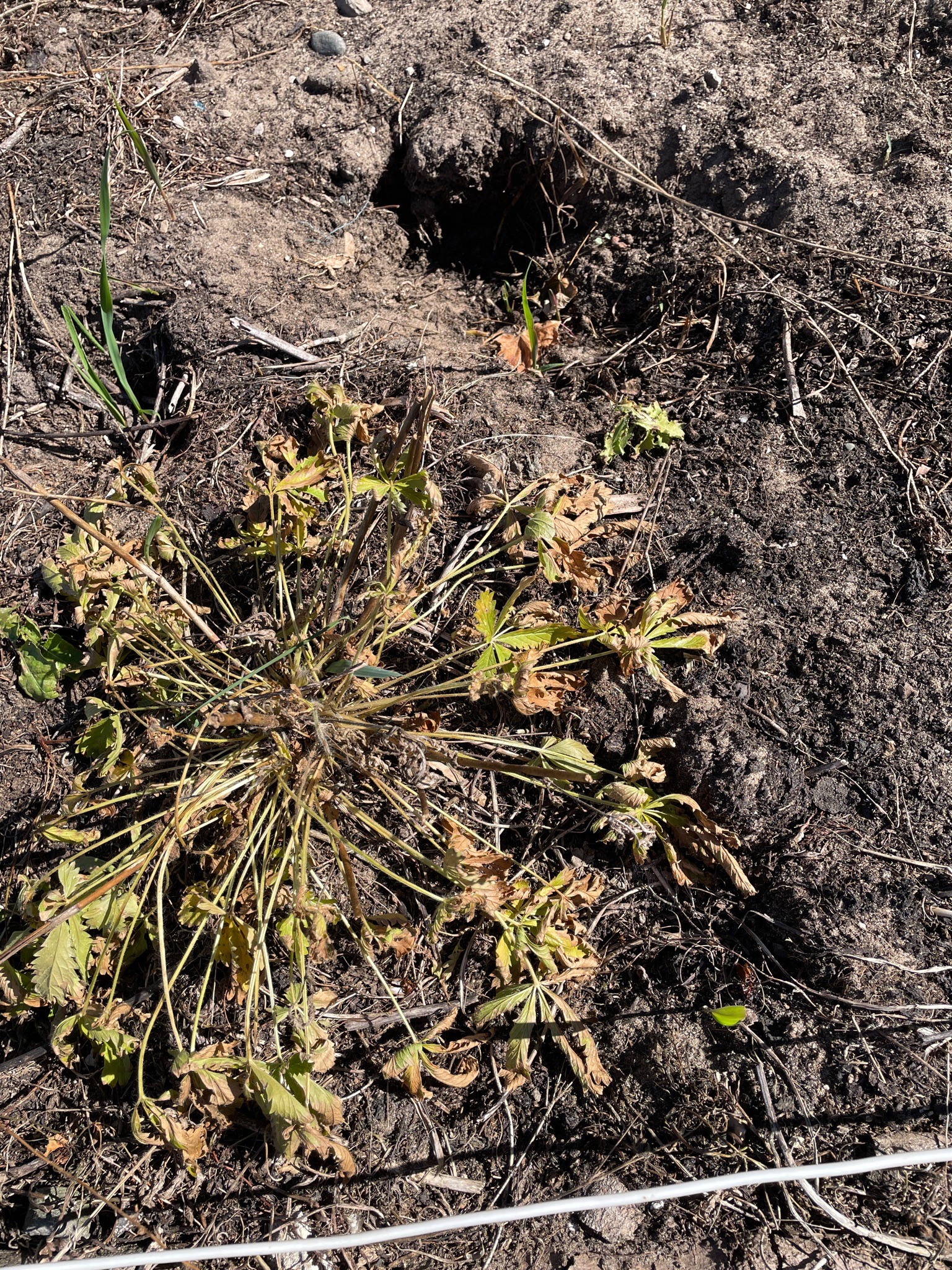 Sulphur Cinquefoil