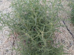 Summer Savory