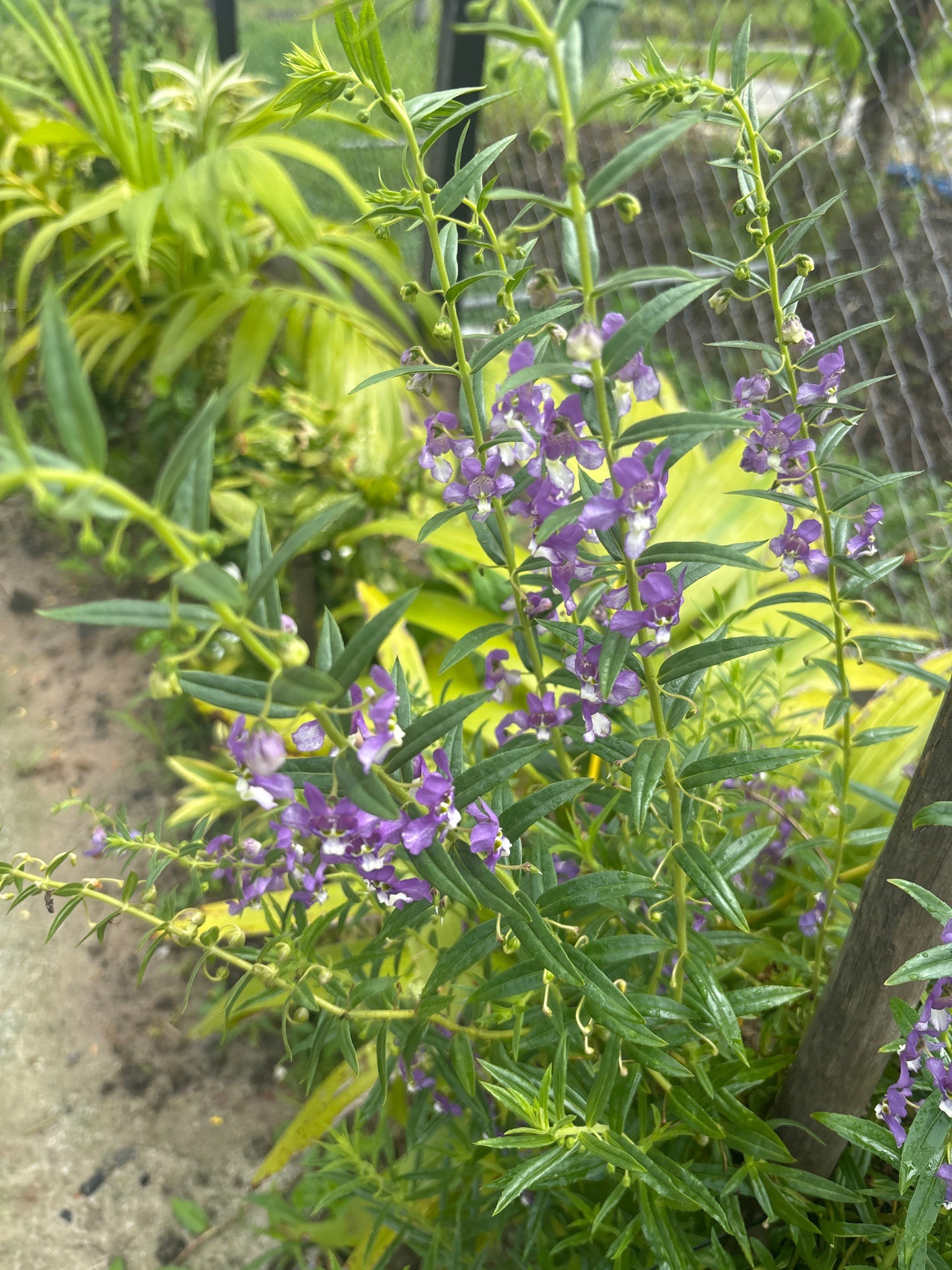 Summer Snapdragon