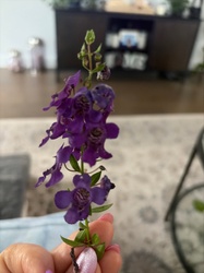 Summer Snapdragon
