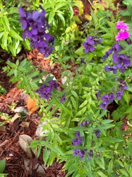 Summer Snapdragon