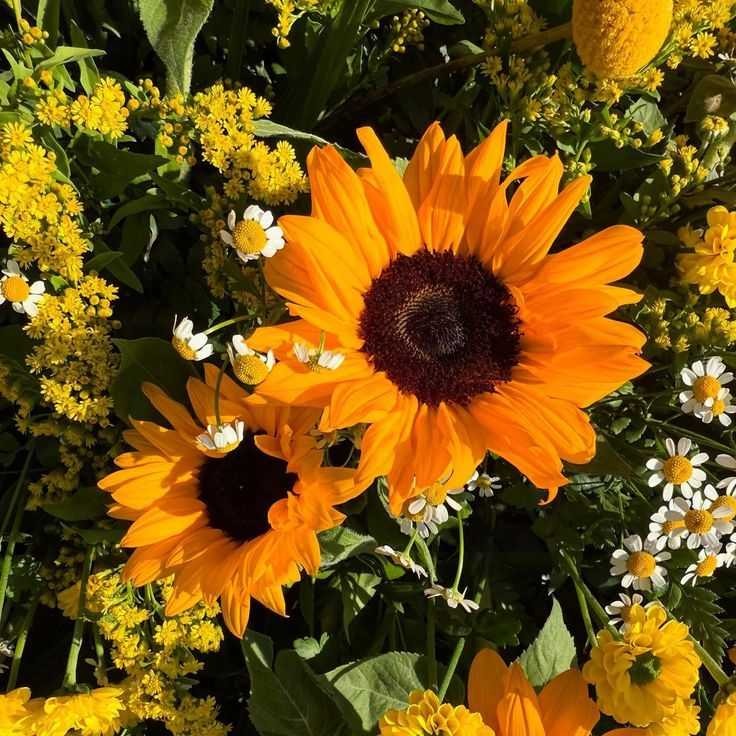 Sunflower
