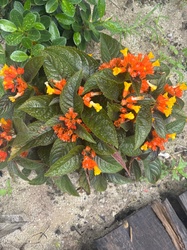 Sunset Bells