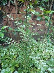 Surinam Cherry