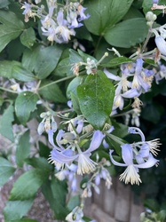 Sweet Autumn Clematis