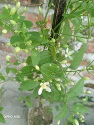 Sweet Autumn Clematis