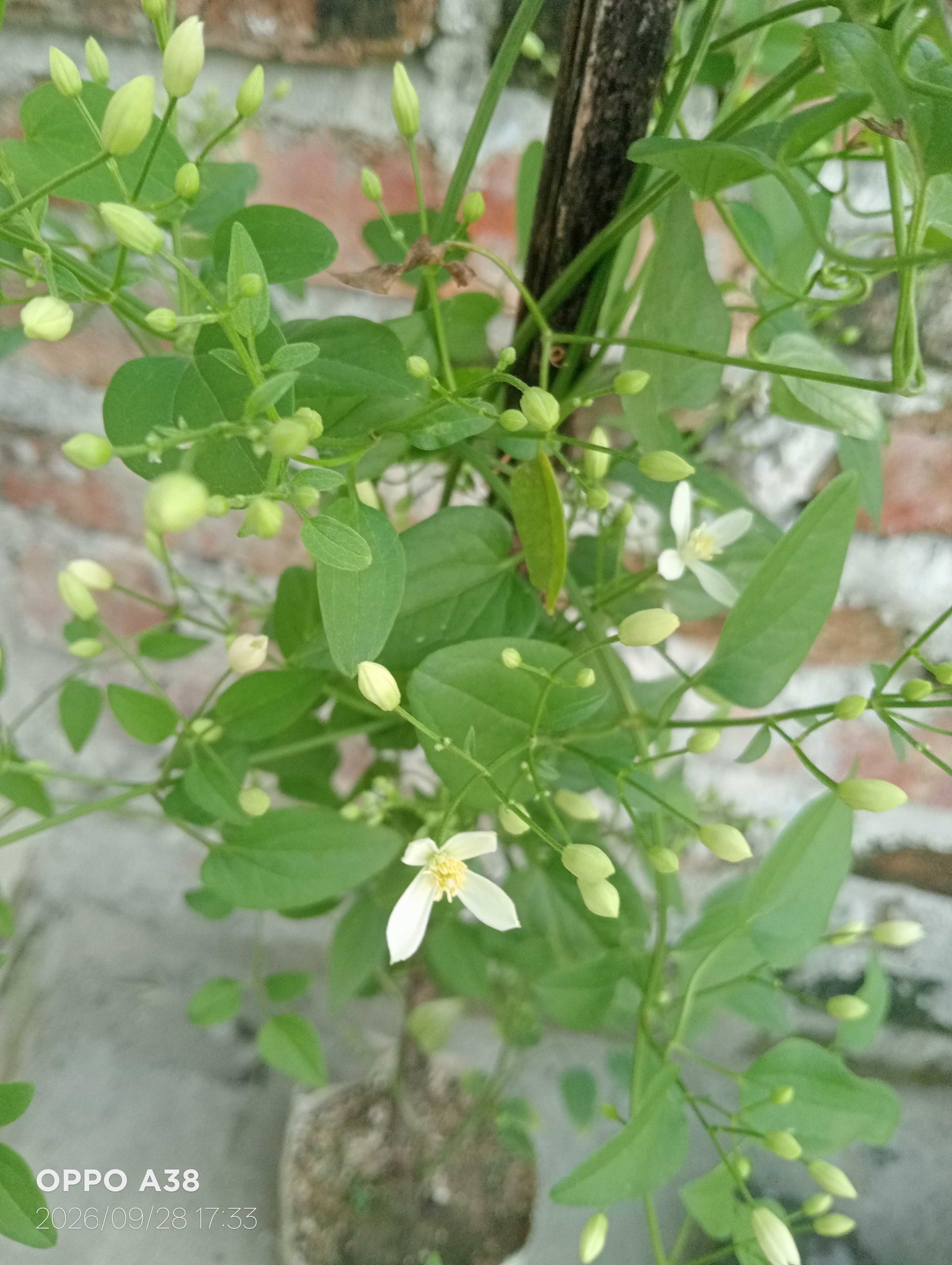 Sweet Autumn Clematis