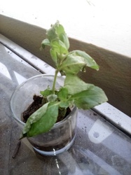 Sweet Basil