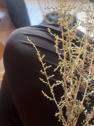 Sweet Wormwood