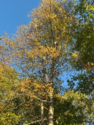 Sweetgum