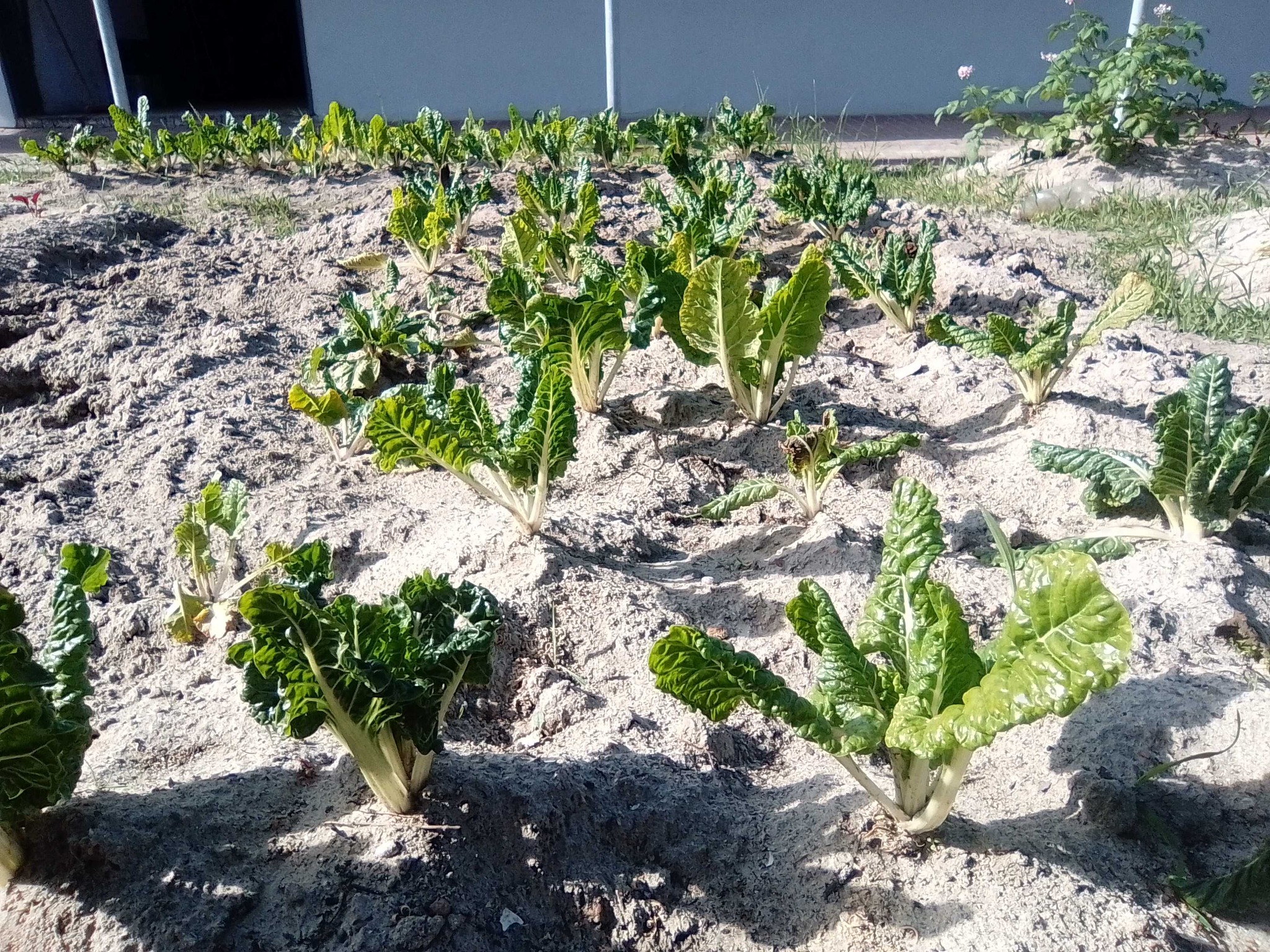 Swiss Chard