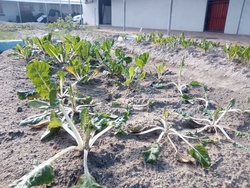 Swiss Chard