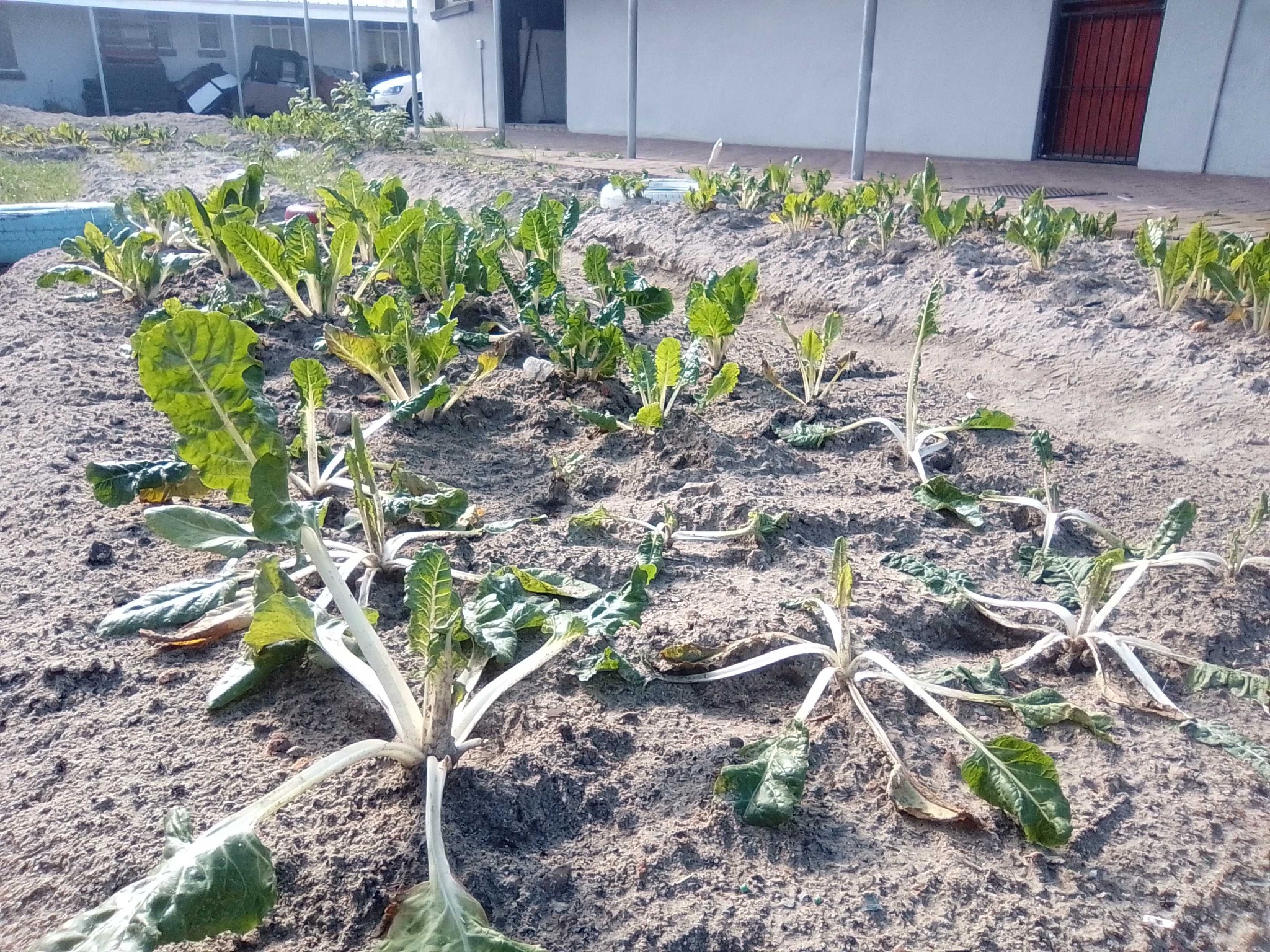 Swiss Chard