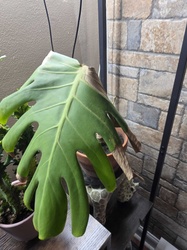 Swiss Cheese Plant