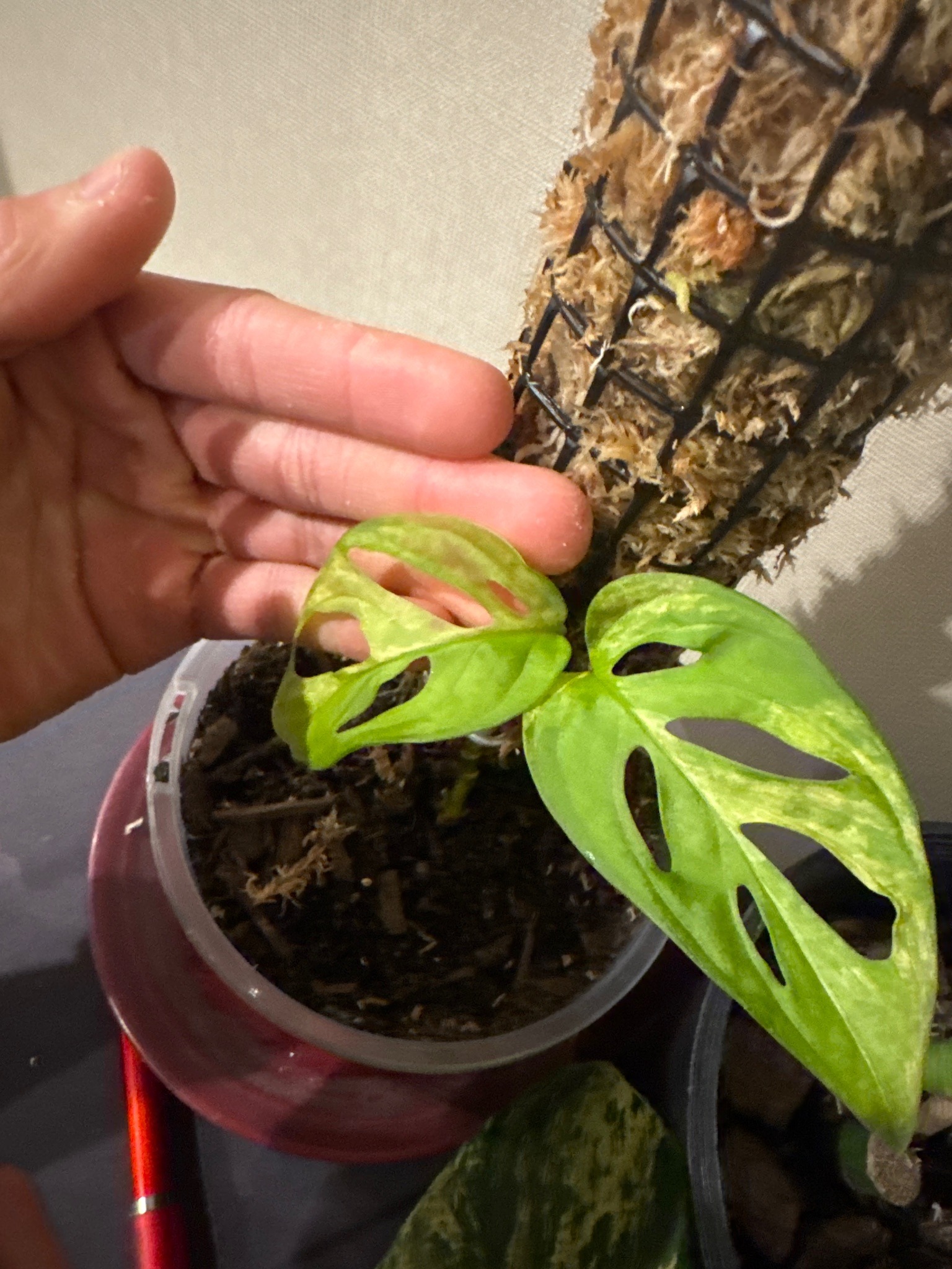 Swiss Cheese Plant (Adbanson's Monstera)