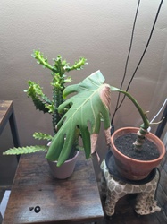 Swiss Cheese Plant (Featured foreground)