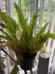 Sword Fern