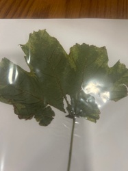 Sycamore Maple