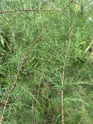 Tamarisk