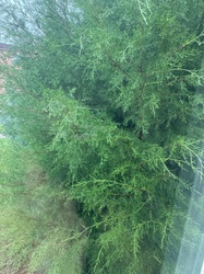 Tamarisk