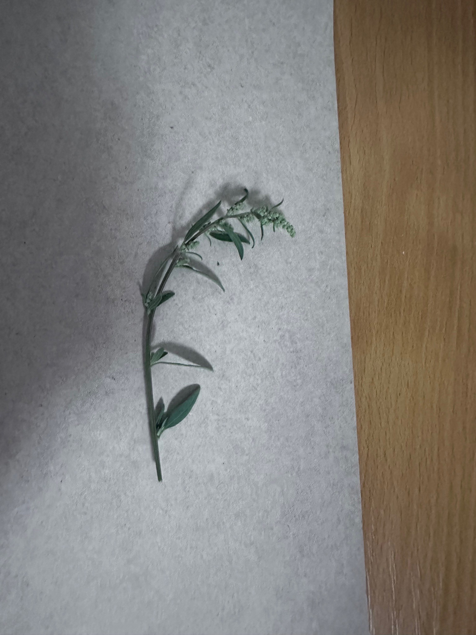 Tarragon