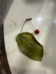 Tart Cherry