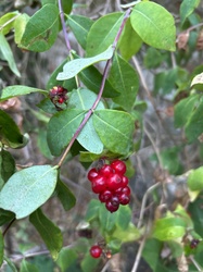 Tatarian Honeysuckle