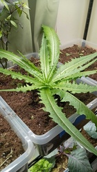 Teasel