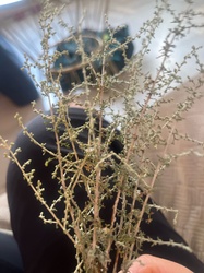 Thyme