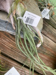 Tillandsia Butzii X Seleriana