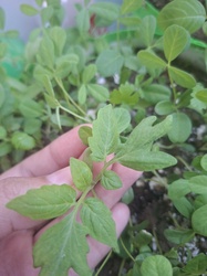 Tomato