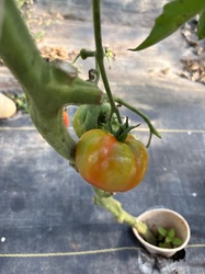 Tomato