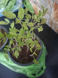 Tomato